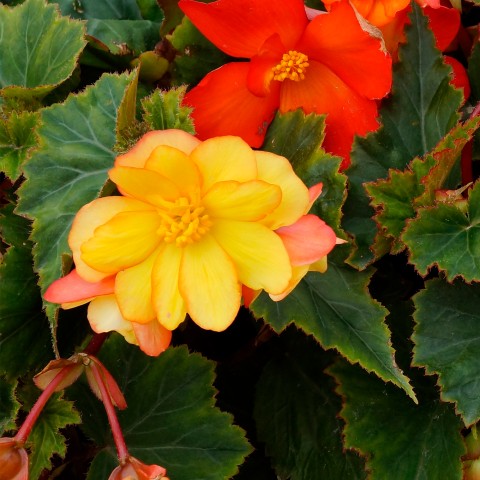Begonia cascade picotee Sunray (3 Bulbs)