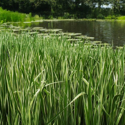 Acorus (Acorus Calamus) 1x Spring Planting Bulb | Aquatic Plant Bulb | Plant/Ornamental Grass Bulbs for Planting Now UK | Plant Garden Outdoor