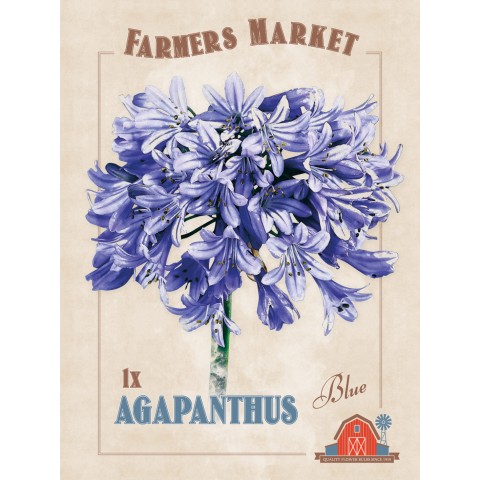 Agapanthus Blue (1 Bulb) by Jamieson Brothers