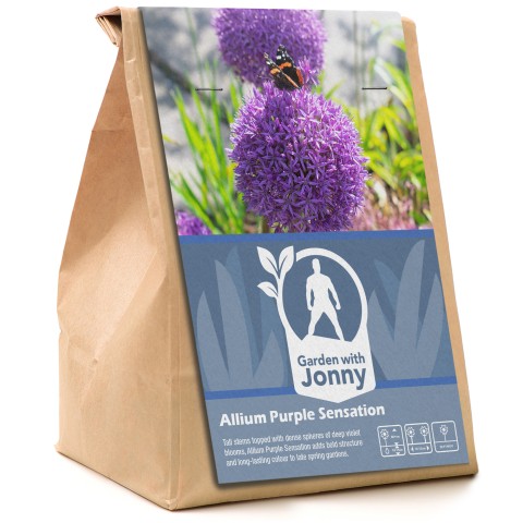 Allium Purple Sensation  Bulbs