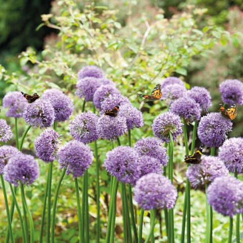 Allium Gladiator 1 Bulb Ready for Planting Now in UK Autumn Outdoor Gardens