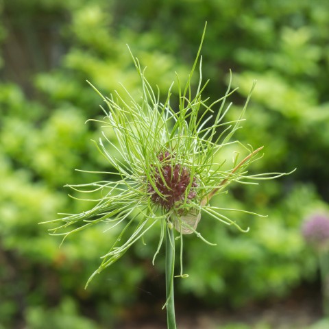 Allium Hair 15 Bulbs Ready for Planting Now in UK Autumn Outdoor Gardens
