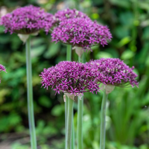 Allium Magic 10 Bulbs Ready for Planting Now in UK Autumn Outdoor Gardens