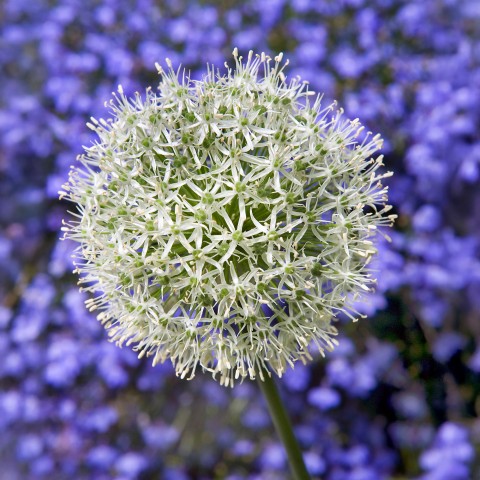 Allium Mount Everest 10 Bulbs Ready for Planting Now in UK Autumn Outdoor Gardens