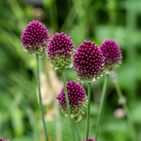 Allium Sphaerocephalon 25 Bulbs Ready for Planting Now in UK Autumn Outdoor Gardens