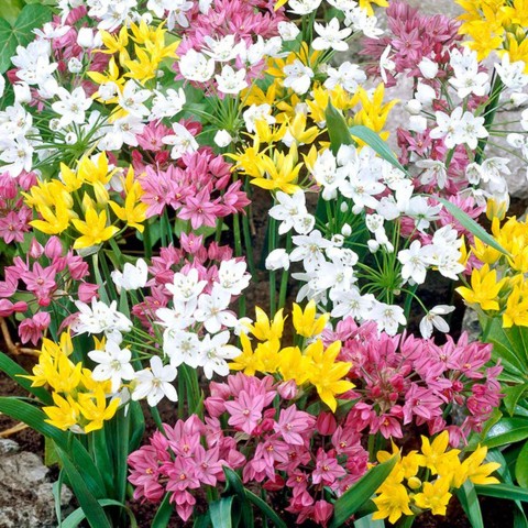 Allium Mix 50 Bulbs Ready for Planting Now in UK Autumn Outdoor Gardens