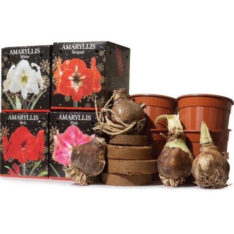 Amaryllis Bulb Gift Set 4 Large 20/22cm Bulbs (Pink, White, &  Red Striped) with Pots & Coco Coir Compost Blocks | Indoor Flowering Bulb Kit for Gifting by Jamieson Brothers