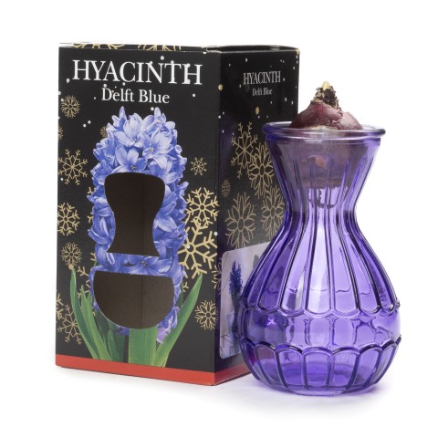 Hyacinth Bulb in Blue Vase (1 bulb) - Gift Box by Jamieson Brothers 