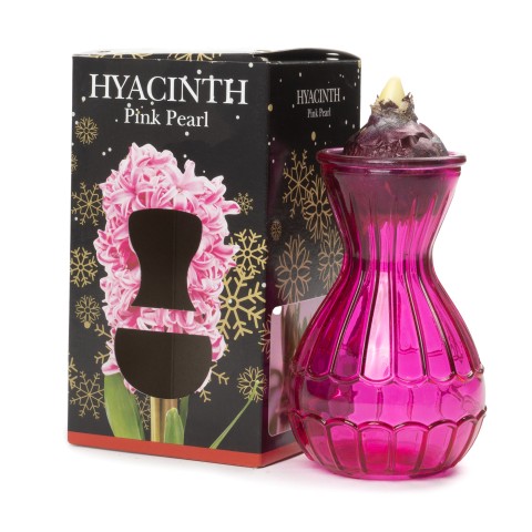 Hyacinth Pink Bulb in Vase (1bulb) - Gift Box by Jamieson Brothers 
