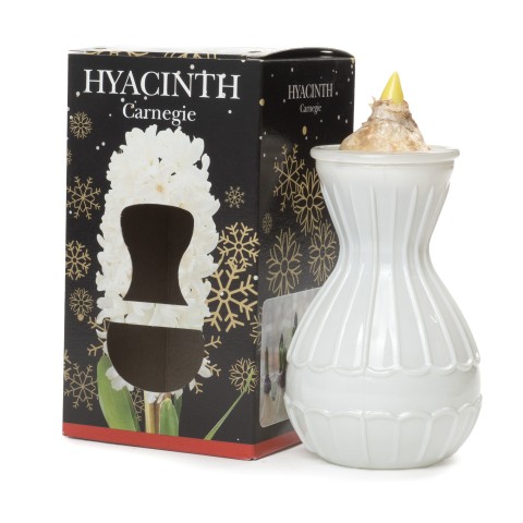 Hyacinth Bulb in White Vase (1 bulb) - Gift Box by Jamieson Brothers 