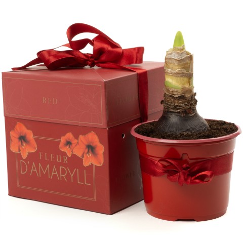 Amaryllis Red (1 bulb) - Gift Box by Jamieson Brothers 