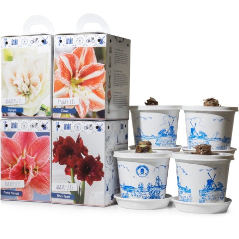 Amaryllis Pre-Potted Gift Box 4-Pack: Red, White, Pink & Striped (4 Large 28/30cm Bulbs) Hippeastrum Ready for Planting Now in UK Indoor Flowering Christmas Garden Gift