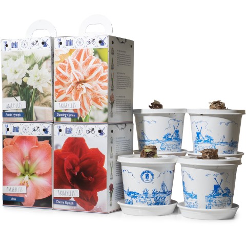 Amaryllis Pre-Potted Gift Box 4-Pack: Red, White, Pink & Striped (4 Large 28/30cm Bulbs) Hippeastrum Ready for Planting Now in UK Indoor Flowering Christmas Garden Gift
