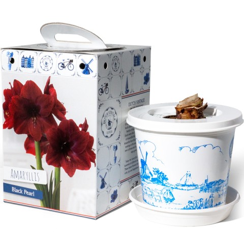 Hippeastrum/Amaryllis Black Pearl Pre-Potted Bulb Gift – 1 Large 28/30cm Hippeastrum in Decorative Box | Indoor Flowering Christmas Gift
