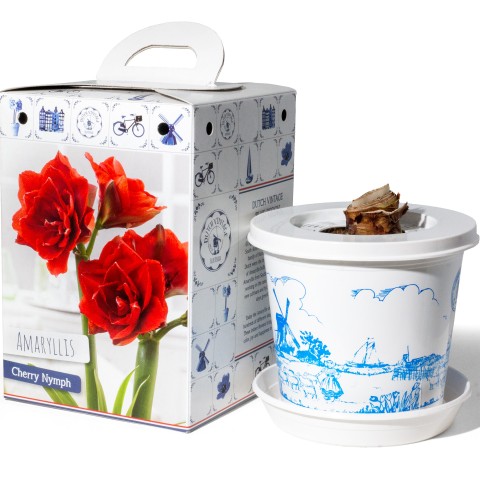Hippeastrum/Amaryllis Cherry Nymph Pre-Potted Bulb Gift – 1 Large 28/30cm Hippeastrum in Decorative Box | Indoor Flowering Christmas Gift