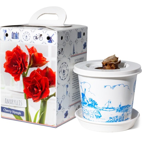 Hippeastrum/Amaryllis Cherry Nymph Pre-Potted Bulb Gift – 1 Large 28/30cm Hippeastrum in Decorative Box | Indoor Flowering Christmas Gift