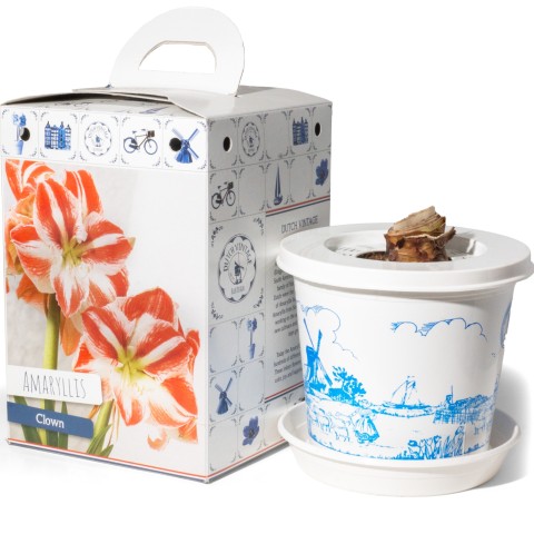 Hippeastrum/Amaryllis Clown Pre-Potted Bulb Gift – 1 Large 28/30cm Hippeastrum in Decorative Box | Indoor Flowering Christmas Gift