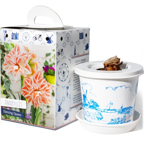 Hippeastrum/Amaryllis Dancing Queen Pre-Potted Bulb Gift – 1 Large 28/30cm Hippeastrum in Decorative Box | Indoor Flowering Christmas Gift