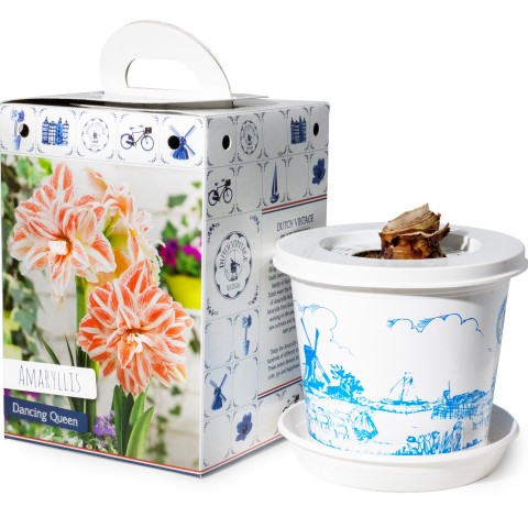 Hippeastrum/Amaryllis Dancing Queen Pre-Potted Bulb Gift – 1 Large 28/30cm Hippeastrum in Decorative Box | Indoor Flowering Christmas Gift