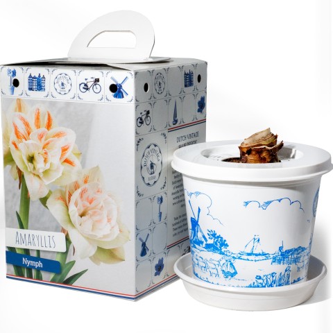 Amaryllis Nymph Pre-Potted Bulb Gift – 1 Large 28/30cm Hippeastrum in Decorative Box | Indoor Flowering Christmas Gift