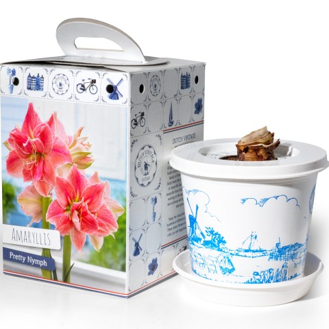 Hippeastrum/Amaryllis Pretty Nymph Pre-Potted Bulb Gift – 1 Large 28/30cm Hippeastrum in Decorative Box | Indoor Flowering Christmas Gift