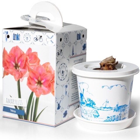 Amaryllis Vera Pre-Potted Bulb Gift – 1 Large 28/30cm Hippeastrum in Decorative Box | Indoor Flowering Christmas Gift