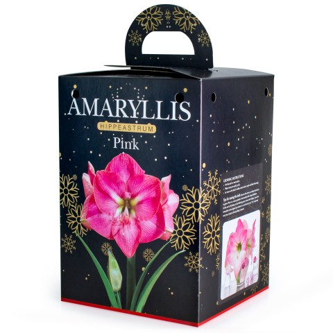 Amaryllis Pink (1 bulb) - Gift Box