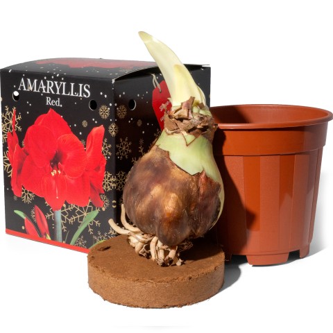 Amaryllis Red Gift Box