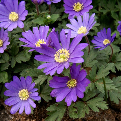 Anemone Blanda Blue Shade 20 Bulbs Ready for Planting Now in UK Autumn Outdoor Gardens