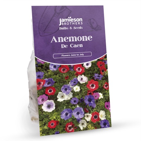 Anemone De Caen 40 Bulbs - Flowers Bulbs by Jamieson Brothers