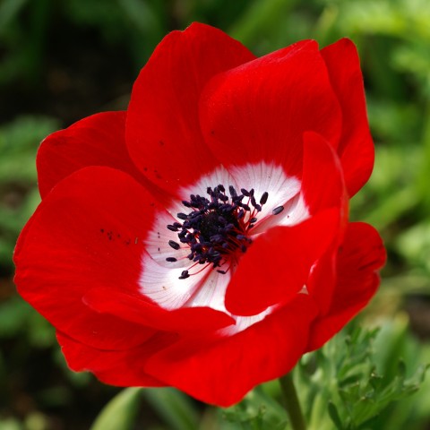 Anemone Hollandia (Anemone Coronaria) 15x Spring Planting Flower Bulbs