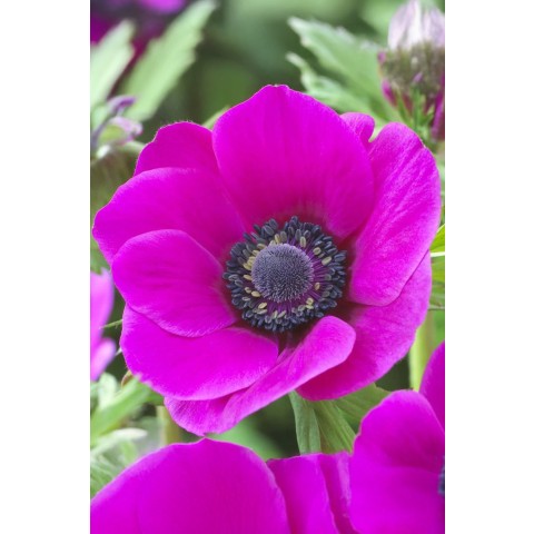 Anemone Sylphide (Anemone Sylphide) 15x Spring Planting Flower Bulbs| Flower Bulbs for Planting Now UK | Plant Garden Outdoor | Jamieson Brothers