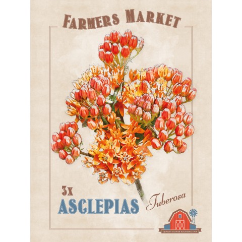 Asclepias Tuberosa (3 Bulbs) by Jamieson Brothers