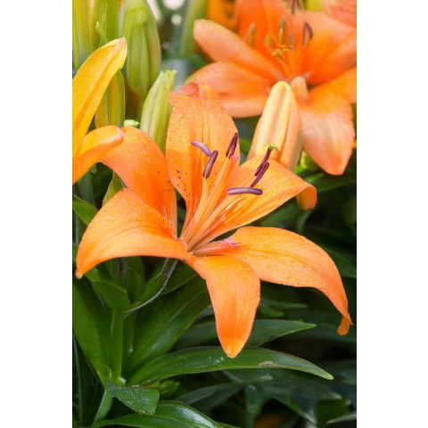 Lilium Asiatic Orange 2 Bulbs Ready for Planting Now in UK Autumn Outdoor Gardens
