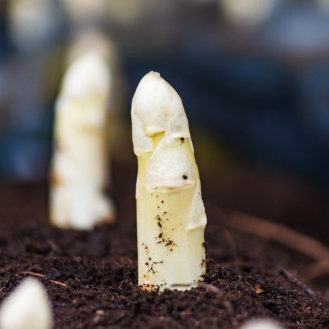 Asparagus Officinalis White (Asparagus Officinalis) 2x Spring Planting Asparagus Roots| Roots for Planting Now UK | Plant Garden Outdoor | Jamieson Brothers
