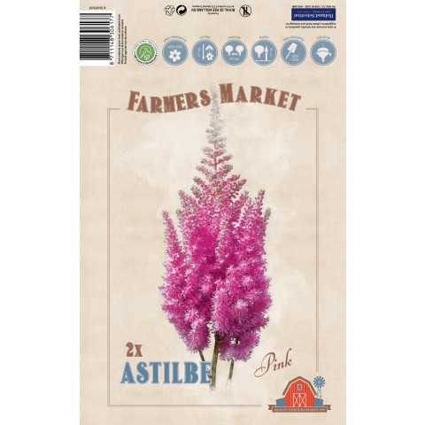 Astilbe Pink (2 Bulbs) by Jamieson Brothers