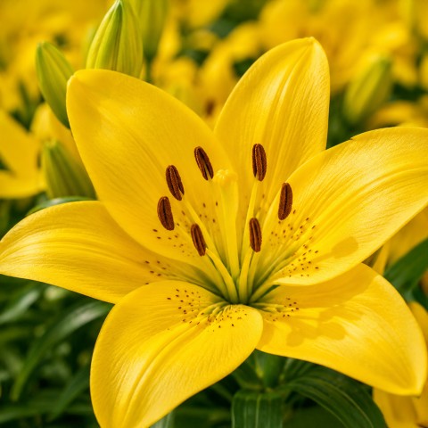 Lilium Asiatic Yellow 2 Bulbs Ready for Planting Now in UK Autumn Outdoor Gardens