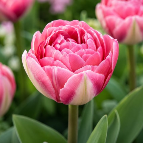 Tulip Voque 7 Bulbs Ready for Planting Now in UK Autumn Outdoor Gardens