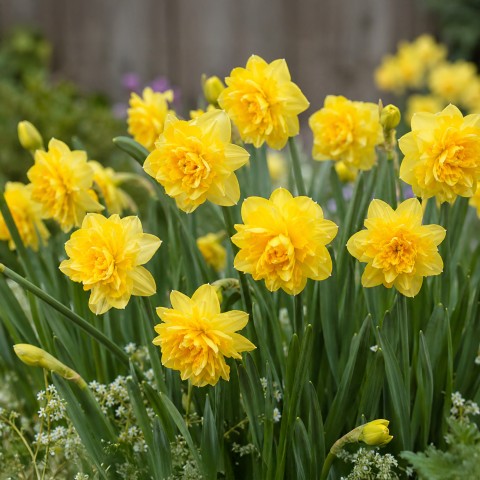 Daffodil (Narcissus) Tete Bouclé 12 Bulbs Ready for Planting Now in UK Autumn Outdoor Gardens