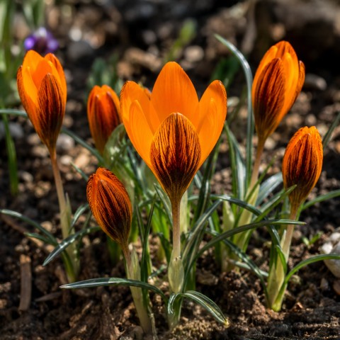 Crocus Orange Monarch 15 Bulbs Ready for Planting Now in UK Autumn Outdoor Gardens