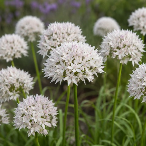 Allium Amplectens Graceful 10 Bulbs Ready for Planting Now in UK Autumn Outdoor Gardens