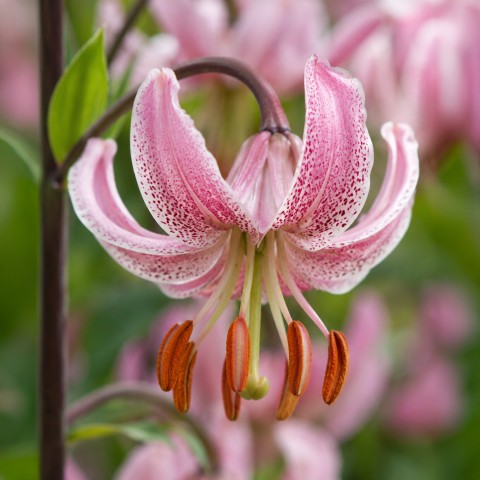 Lilium Martagon Pink Morning 2 Bulbs Ready for Planting Now in UK Autumn Outdoor Gardens