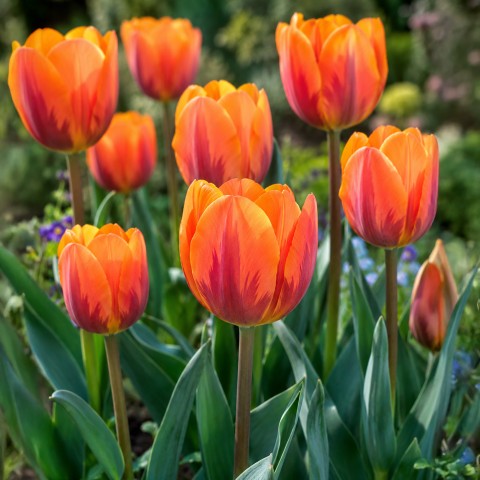 Tulip Rembrandt Prinses Irene 6 Bulbs Ready for Planting Now in UK Autumn Outdoor Gardens