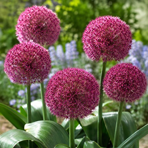 Allium Red Giant 8 Bulbs Ready for Planting Now in UK Autumn Outdoor Gardens