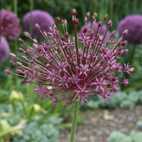 Allium Toabago 8 Bulbs Ready for Planting Now in UK Autumn Outdoor Gardens