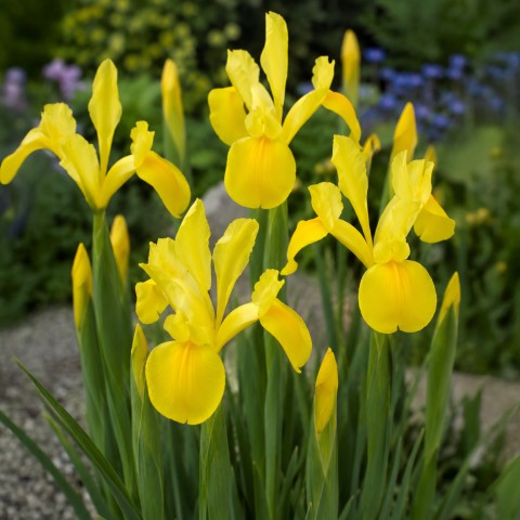 Iris Holl. Royal Yellow 12 Bulbs Ready for Planting Now in UK Autumn Outdoor Gardens