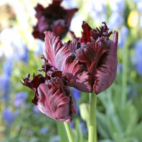 Tulip Black Parrot 5 Bulbs Ready for Planting Now in UK Autumn Outdoor Gardens