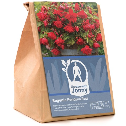 Begonia pendula red (2 Bulbs)