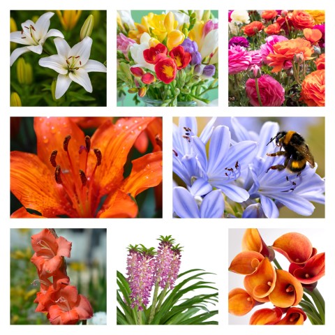 Patio Collection - A vibrant mix of summer flowering bulbs (Approx. 90 Bulbs) ideal for planting in beds, borders and pots - By Jamieson Brothers