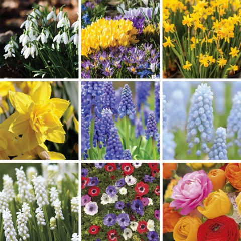 Bee & Butterfly Spring Mix to Attract Pollinators (Approx. 271 Bulbs) by Jamieson Brothers 